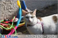 http://mk9.ti1ca.com/232e2531.jpg